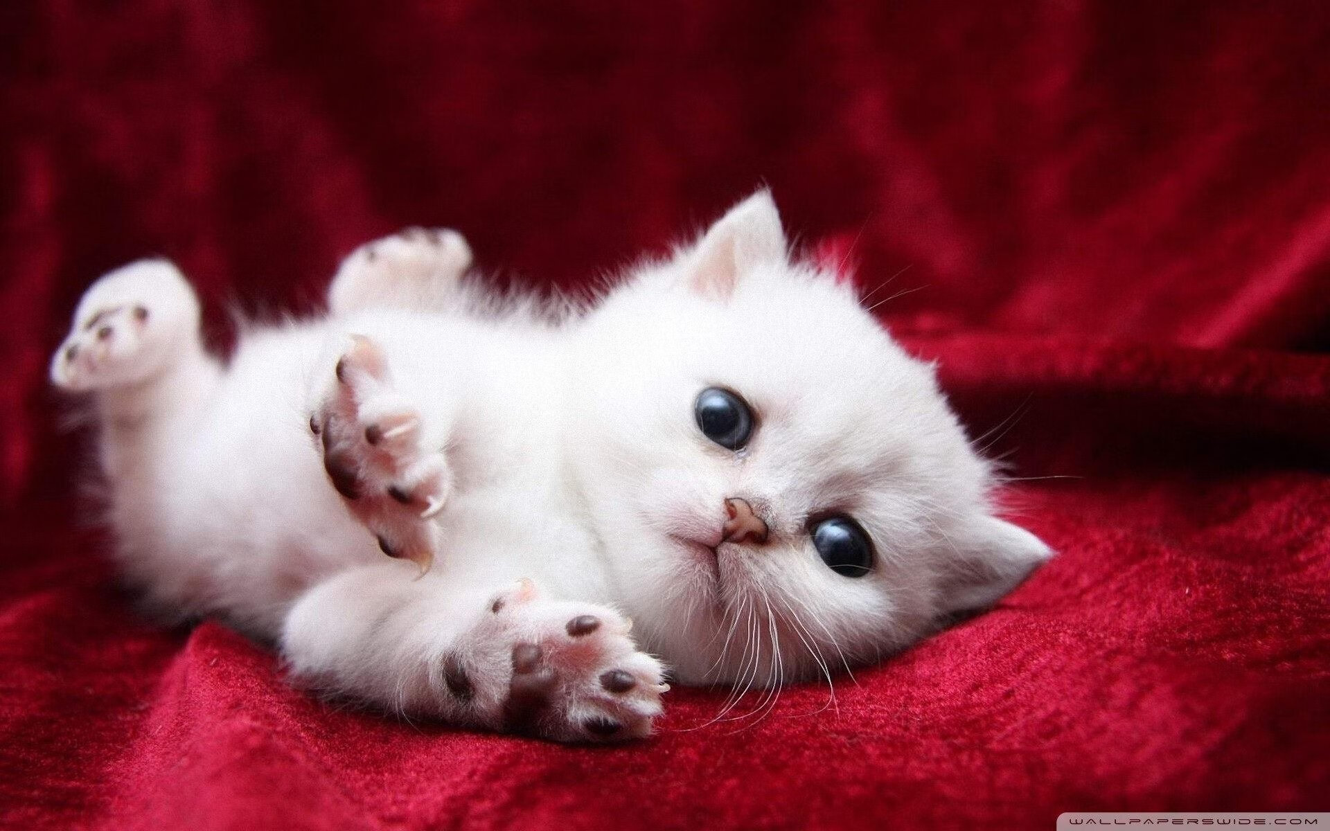 当秩序被击碎,德罗赞的金色镰刀与浙江队掀翻的牌桌