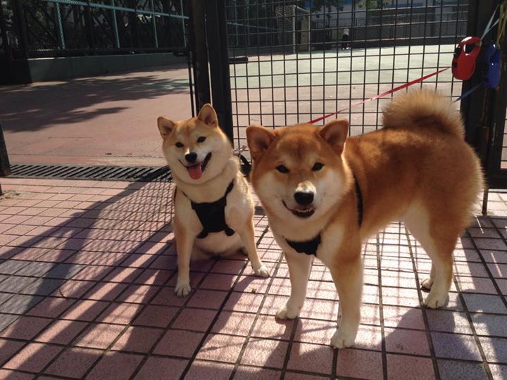 防线艺术家与战术碾压，阿拉巴的完美演出与摩洛哥的全面主宰