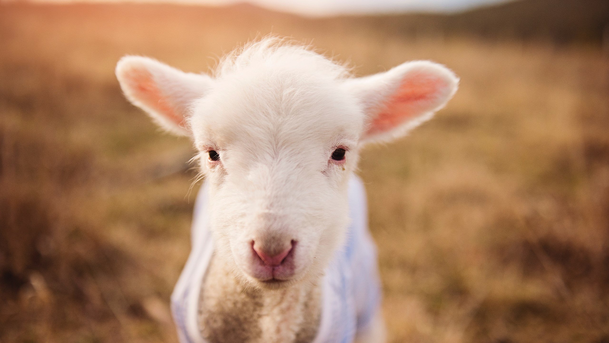 维尼修斯，挪威的神兵天降，一场友谊赛为何成为全球焦点？