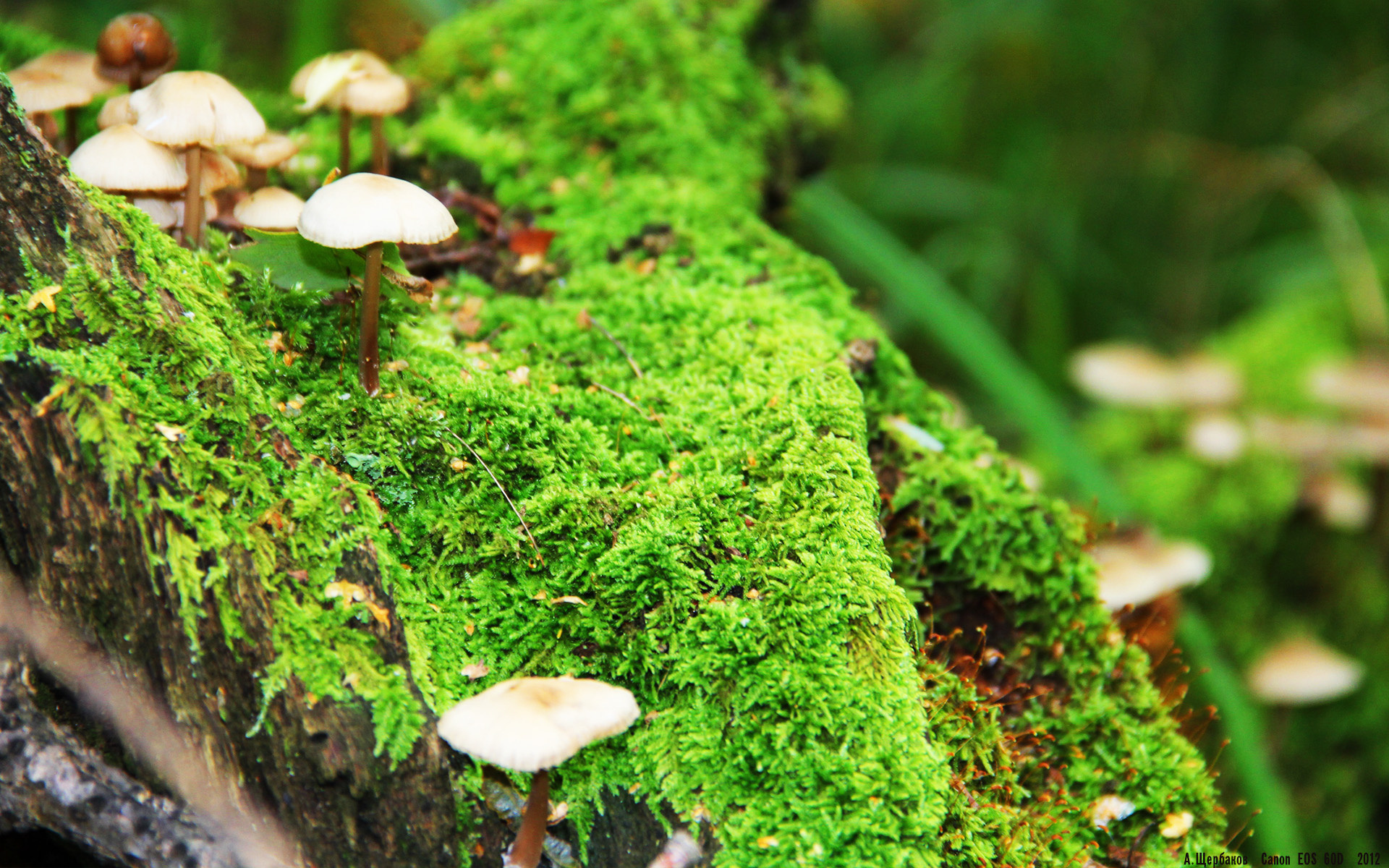 2026世界杯之夜,一千个旁观者沉默时,他完成唯一进球