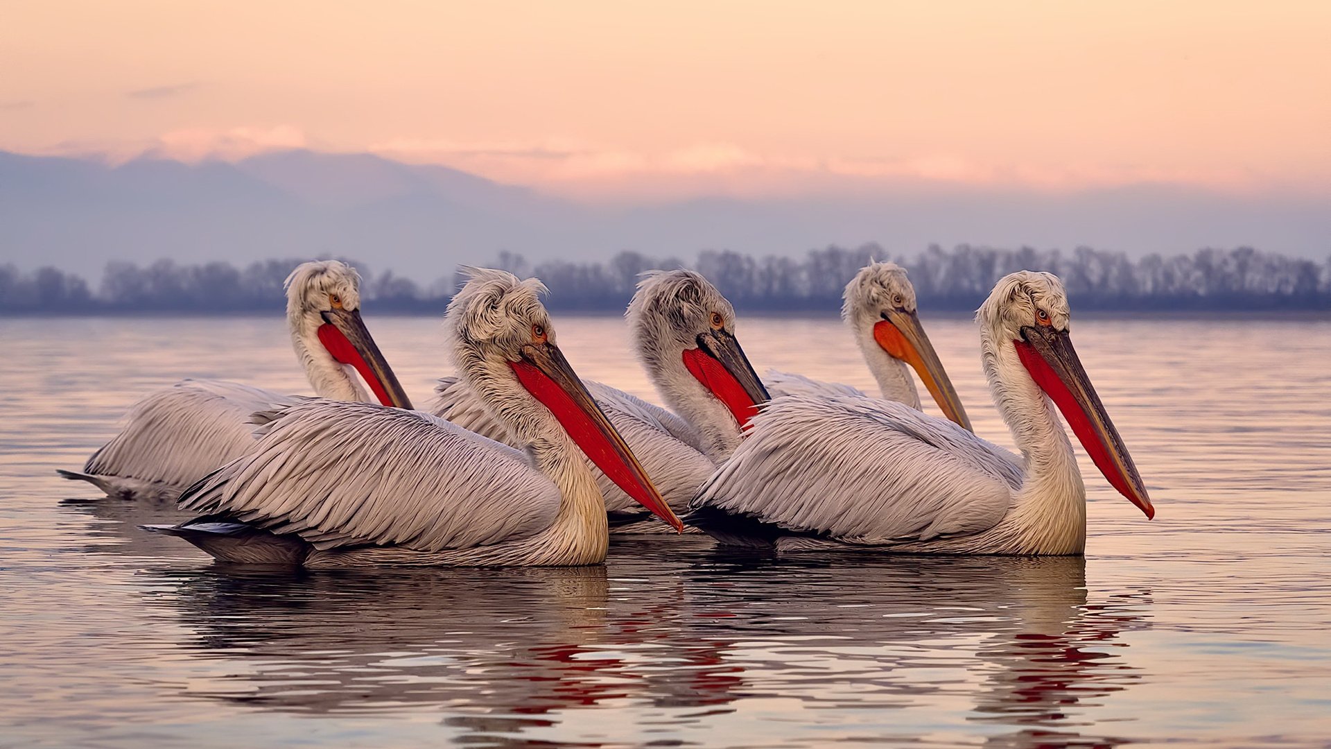 锁链与飞鸟,字母哥撕裂中美篮球幻境