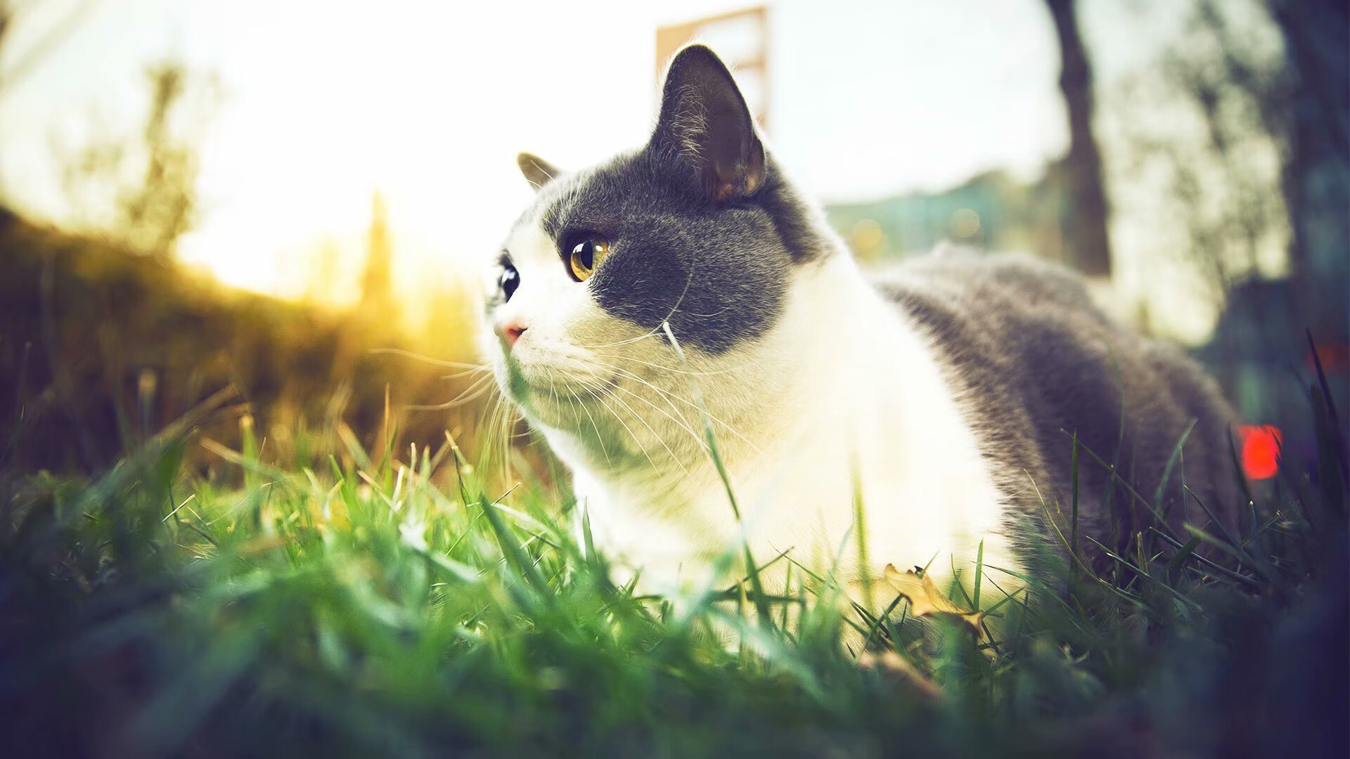 当湖人终结宿敌之夜，库里在巴黎前夜雕琢传奇，篮球世界的两座分水岭