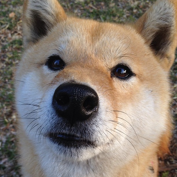 莫兰特致命15秒！争议绝杀后太阳主帅暴怒，篮网替补席举动揭示真相