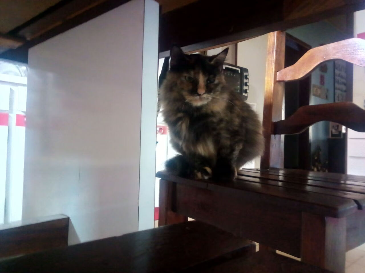 高原奇迹，玻利维亚横扫瑞士的背后，戈麦斯如何化身关键先生书写历史新篇？