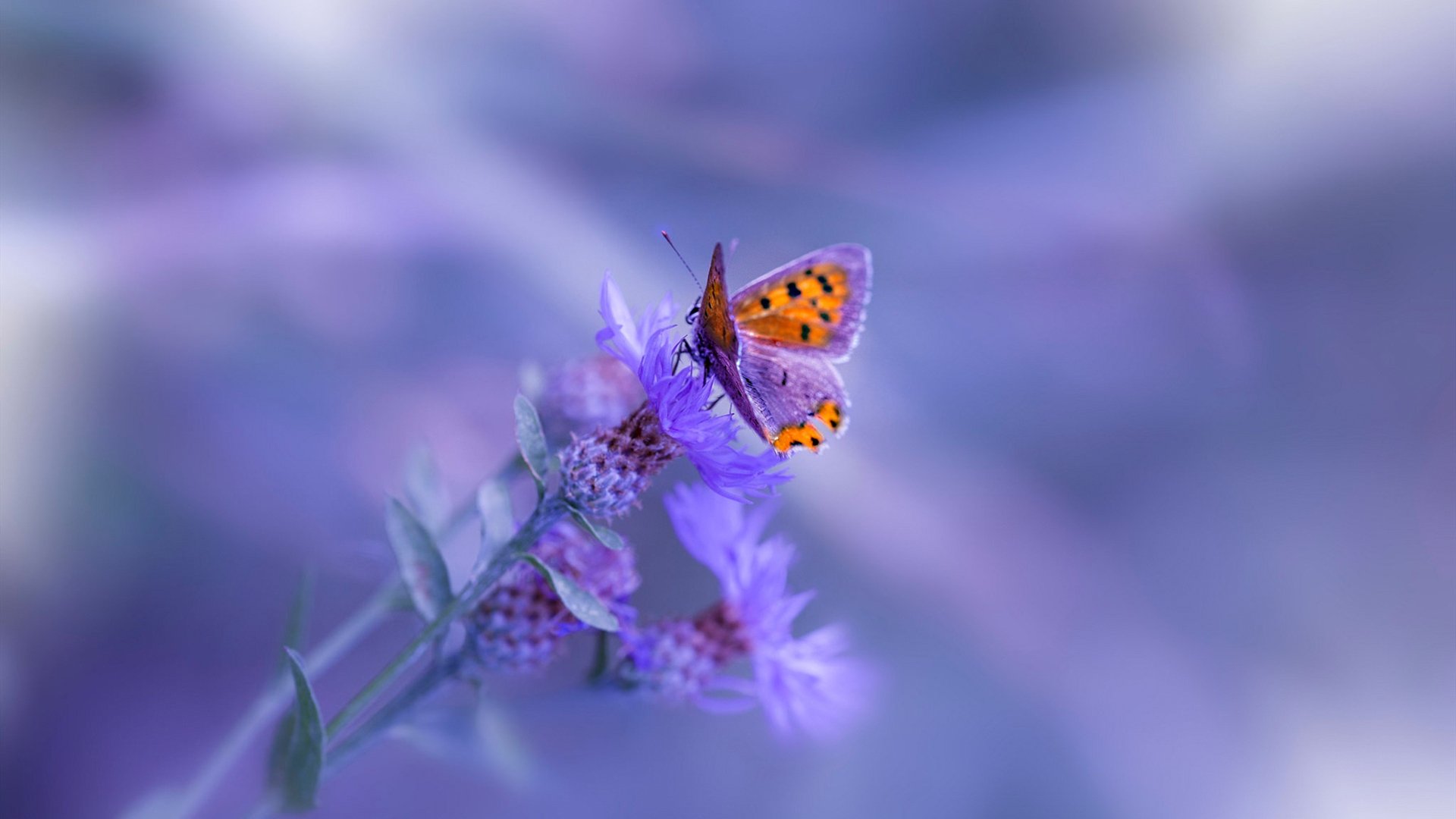 从0-6到3-1,卡塔尔资本掀翻丹麦足球,迪巴拉成为命运扭转的关键先生