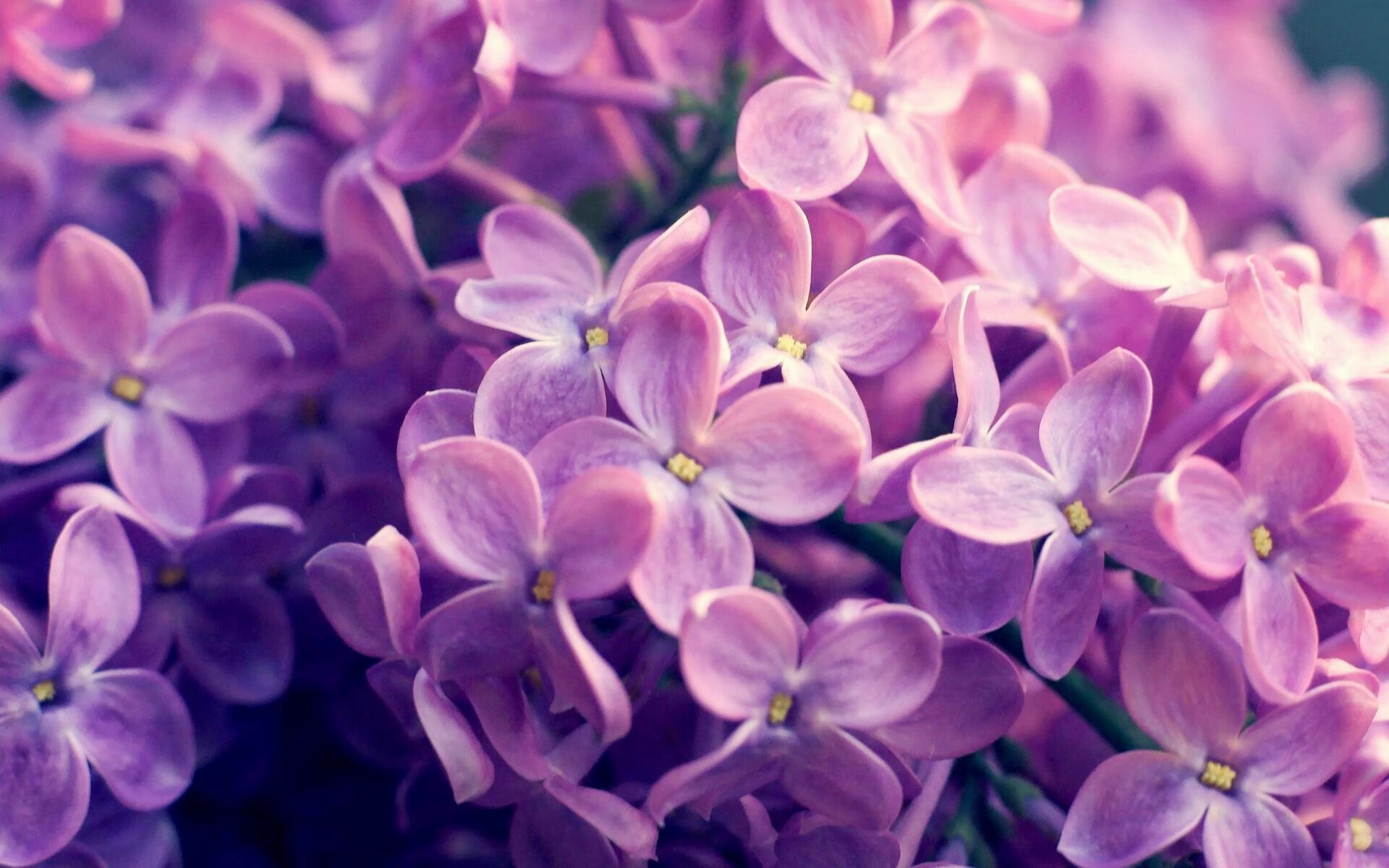 唯一防守艺术，米切尔一夫当关，终结步行者进攻潮