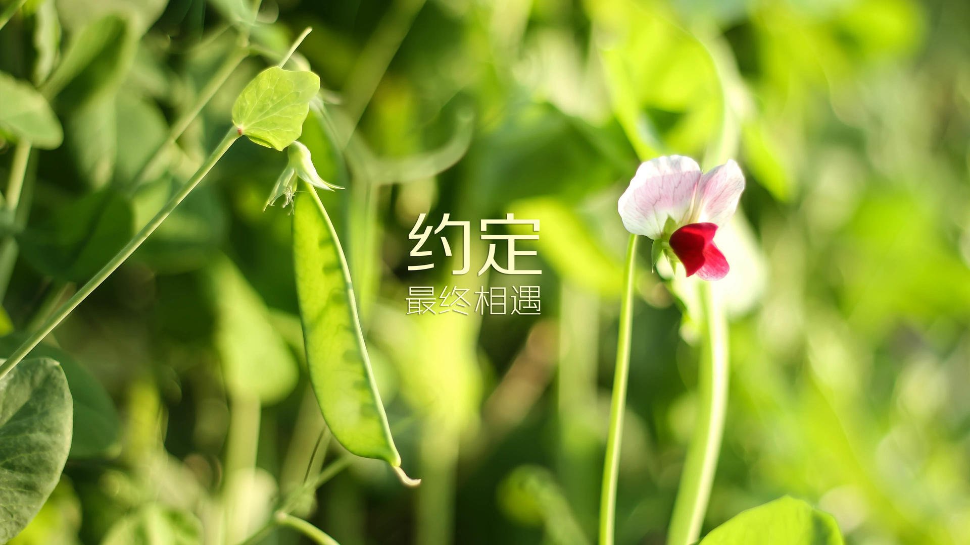控球风暴下的致命一击，坎塞洛导演法国绝杀韩国，2026世界杯H组生死战